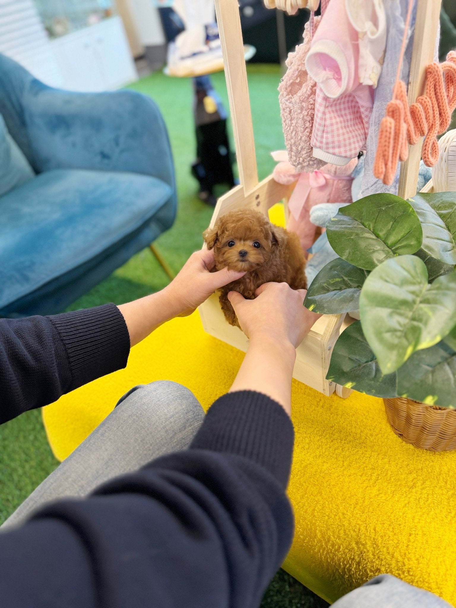 Poodle - Sancho(Female) - Beautiful puppy teacup puppy with adorable features available for adoption from Velydog