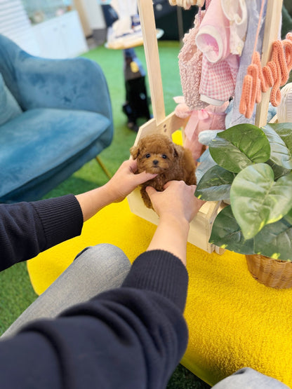 Poodle - Sancho(Female) - Beautiful puppy teacup puppy with adorable features available for adoption from Velydog