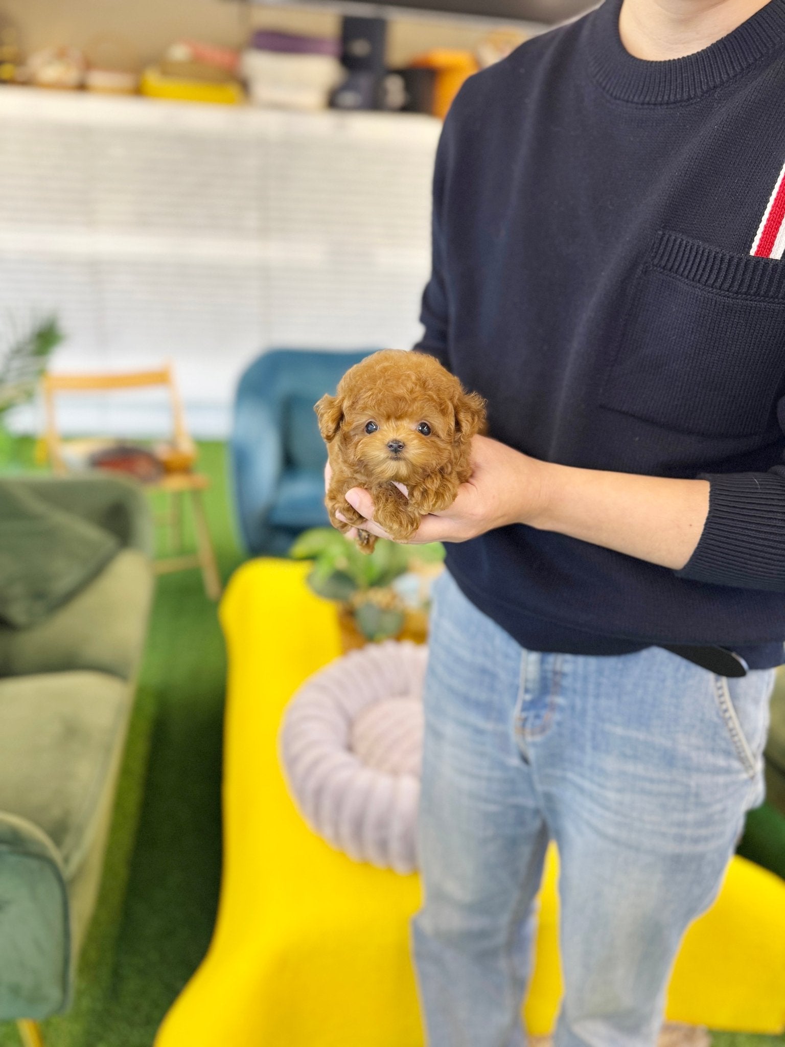 Poodle - Sancho(Female) - Beautiful puppy teacup puppy with adorable features available for adoption from Velydog