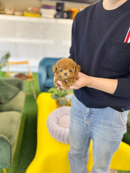 Poodle - Sancho(Female) - Beautiful puppy teacup puppy with adorable features available for adoption from Velydog