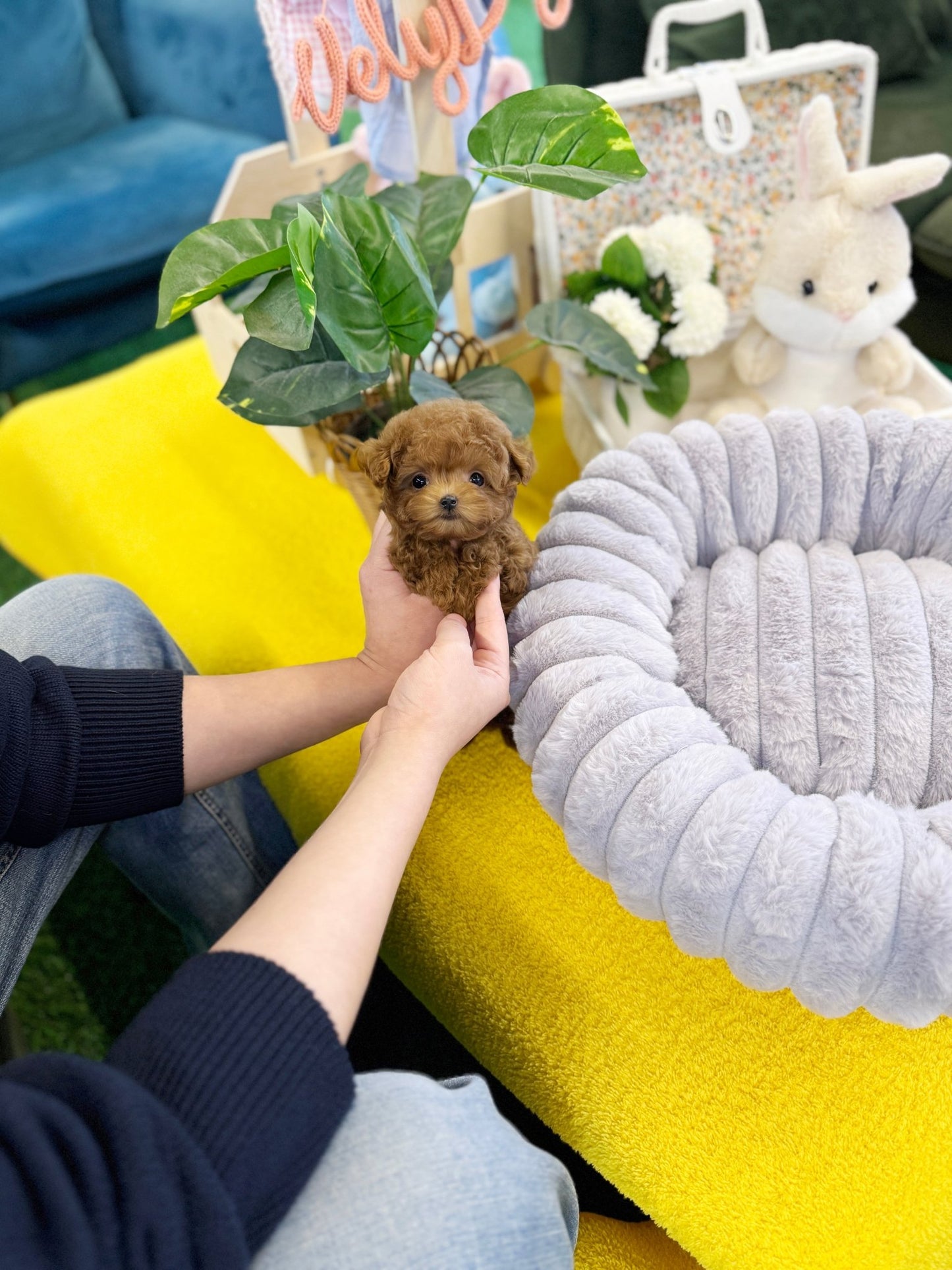 Poodle - Sancho(Female) - Beautiful puppy teacup puppy with adorable features available for adoption from Velydog