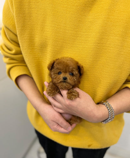 Poodle - Sherry - Beautiful puppy teacup puppy with adorable features available for adoption from Velydog