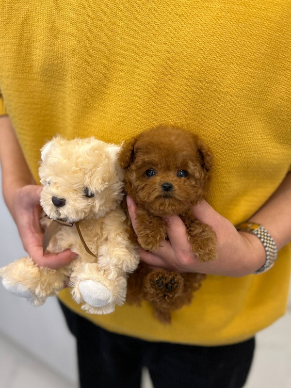 Poodle - Sherry - Beautiful puppy teacup puppy with adorable features available for adoption from Velydog