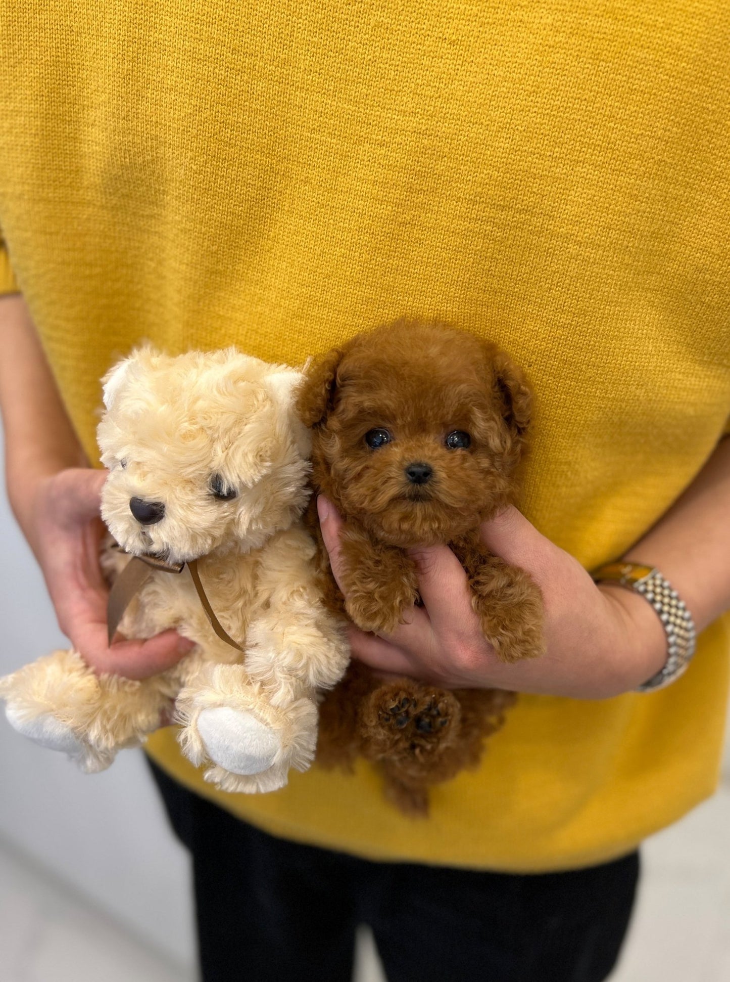 Poodle - Sherry - Beautiful puppy teacup puppy with adorable features available for adoption from Velydog