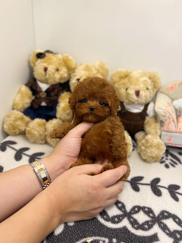 Poodle - Shushu(Female) - Beautiful puppy teacup puppy with adorable features available for adoption from Velydog