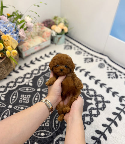 Poodle - Shushu(Female) - Beautiful puppy teacup puppy with adorable features available for adoption from Velydog