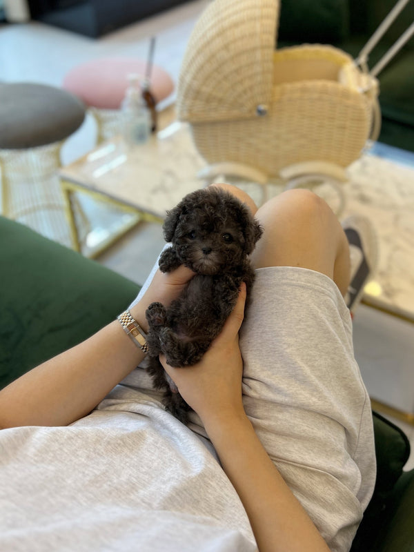 Poodle - Snupy(Male) - Beautiful puppy teacup puppy with adorable features available for adoption from Velydog