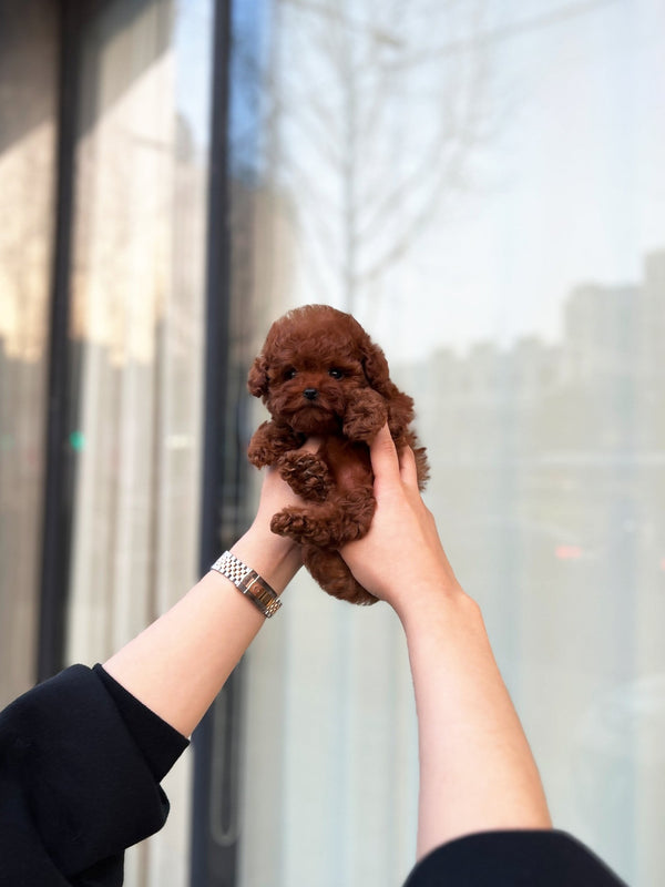 Poodle - Sodam(Female) - Beautiful puppy teacup puppy with adorable features available for adoption from Velydog