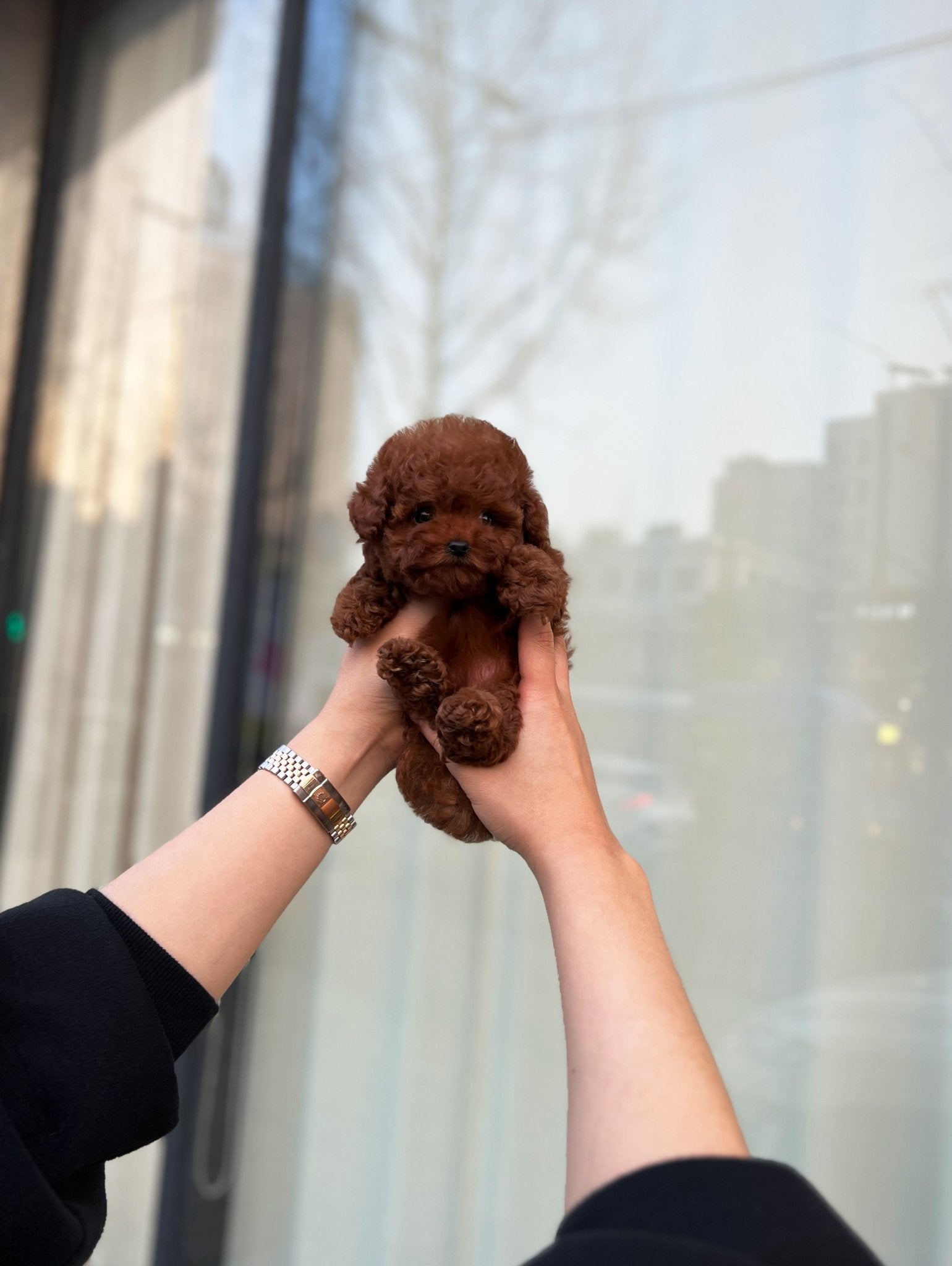 Poodle - Sodam(Female) - Beautiful puppy teacup puppy with adorable features available for adoption from Velydog