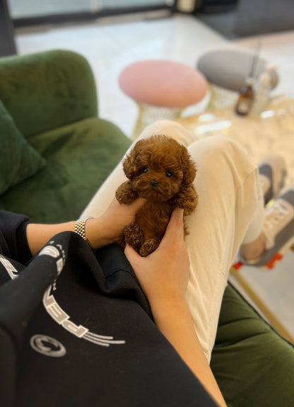 Poodle - Sodam(Female) - Beautiful puppy teacup puppy with adorable features available for adoption from Velydog