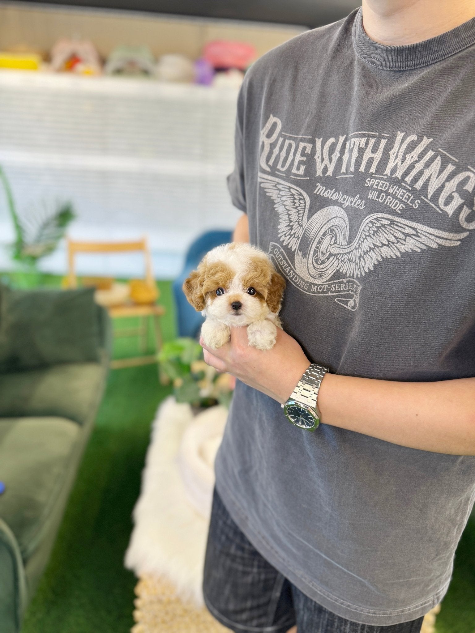 Poodle - Soha(Female) - Beautiful puppy teacup puppy with adorable features available for adoption from Velydog