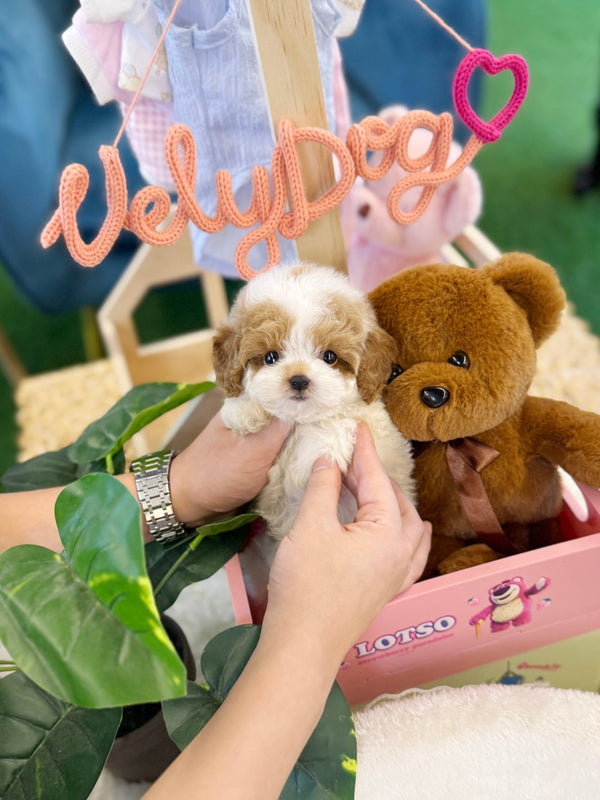 Poodle - Soha(Female) - Beautiful puppy teacup puppy with adorable features available for adoption from Velydog