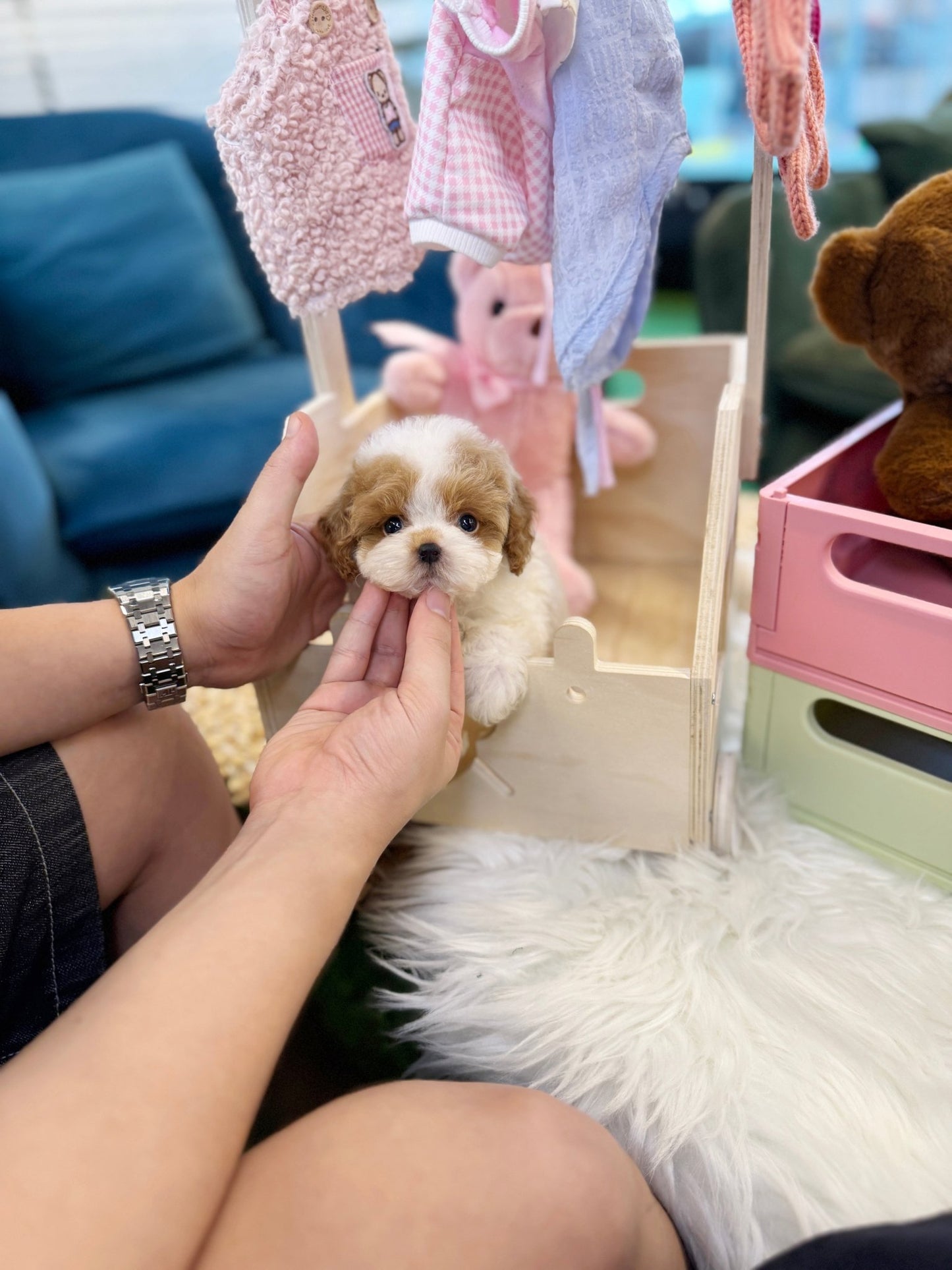 Poodle - Soha(Female) - Beautiful puppy teacup puppy with adorable features available for adoption from Velydog