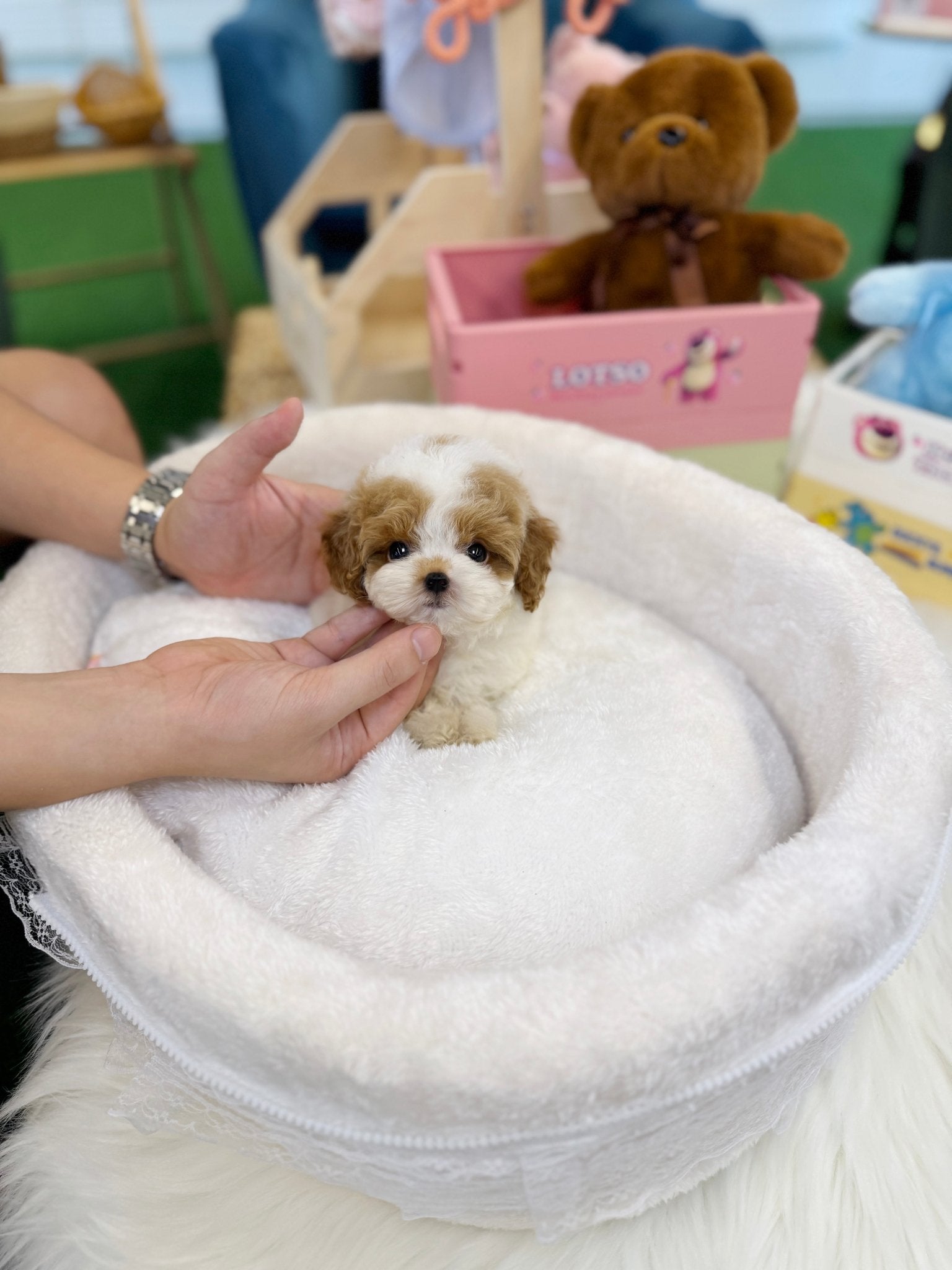 Poodle - Soha(Female) - Beautiful puppy teacup puppy with adorable features available for adoption from Velydog