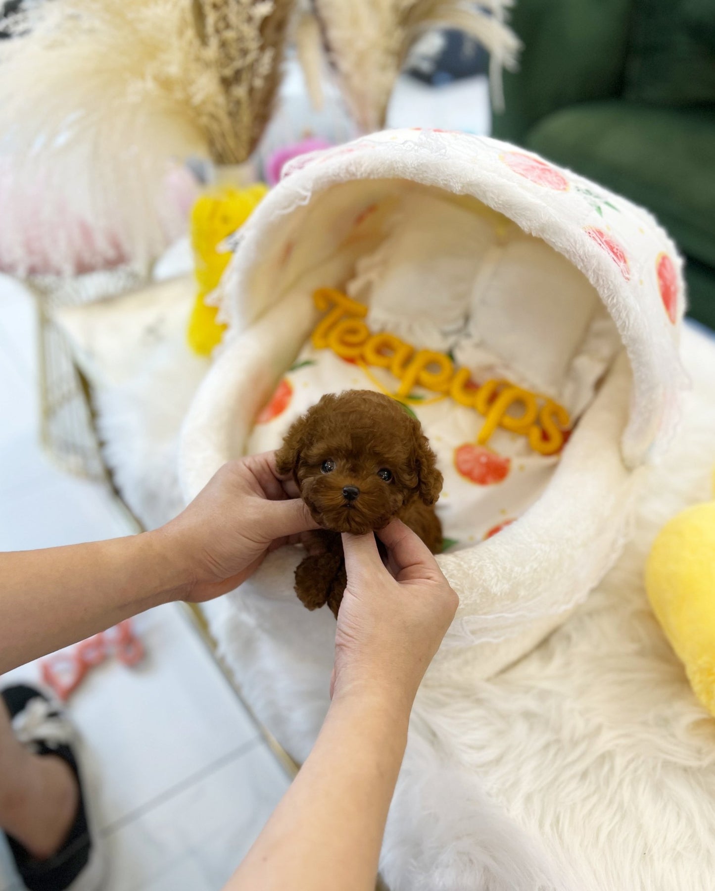 Poodle - Solar(Female) - Beautiful puppy teacup puppy with adorable features available for adoption from Velydog