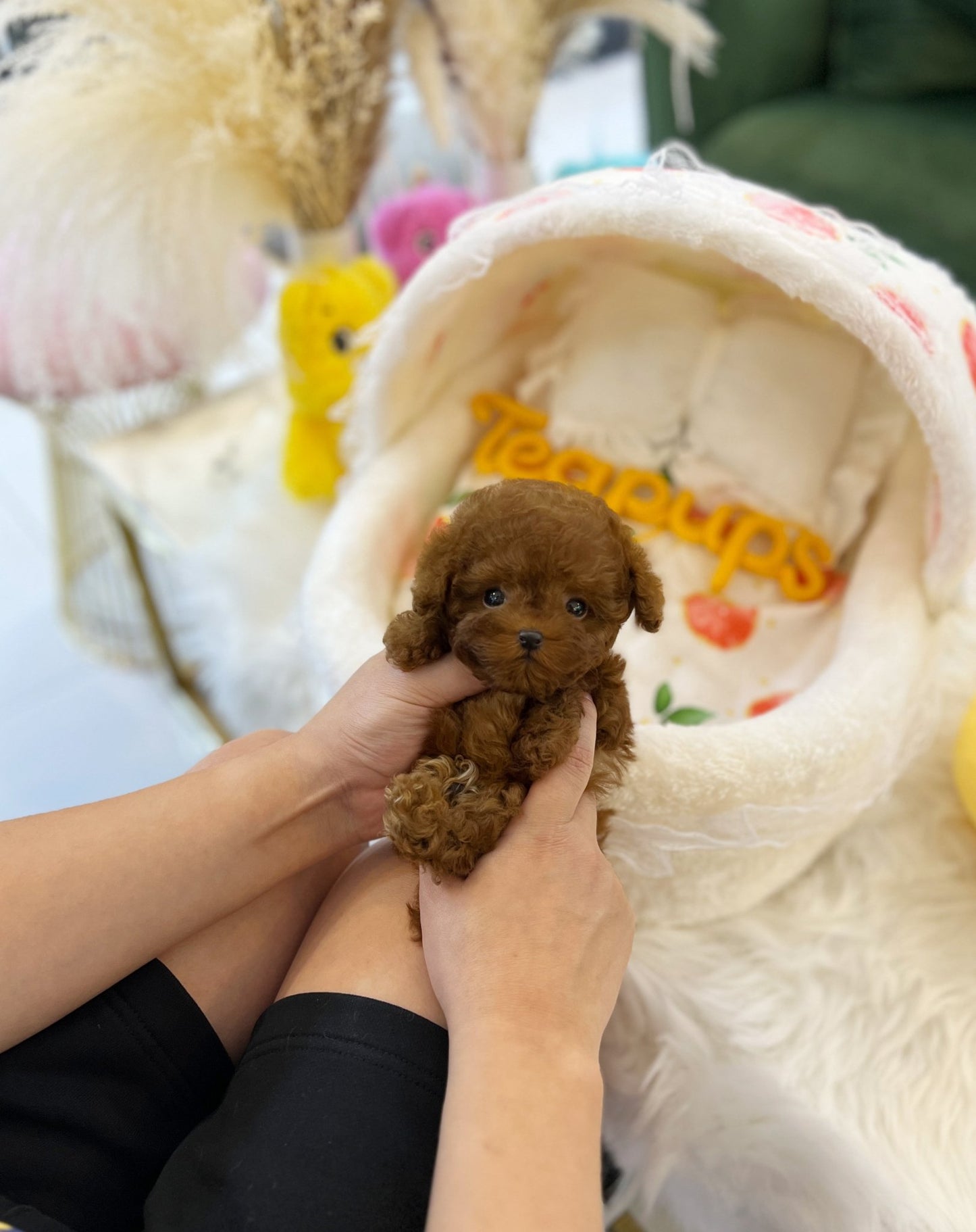 Poodle - Solar(Female) - Beautiful puppy teacup puppy with adorable features available for adoption from Velydog