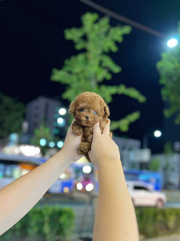 Poodle - Solar(Female) - Beautiful puppy teacup puppy with adorable features available for adoption from Velydog