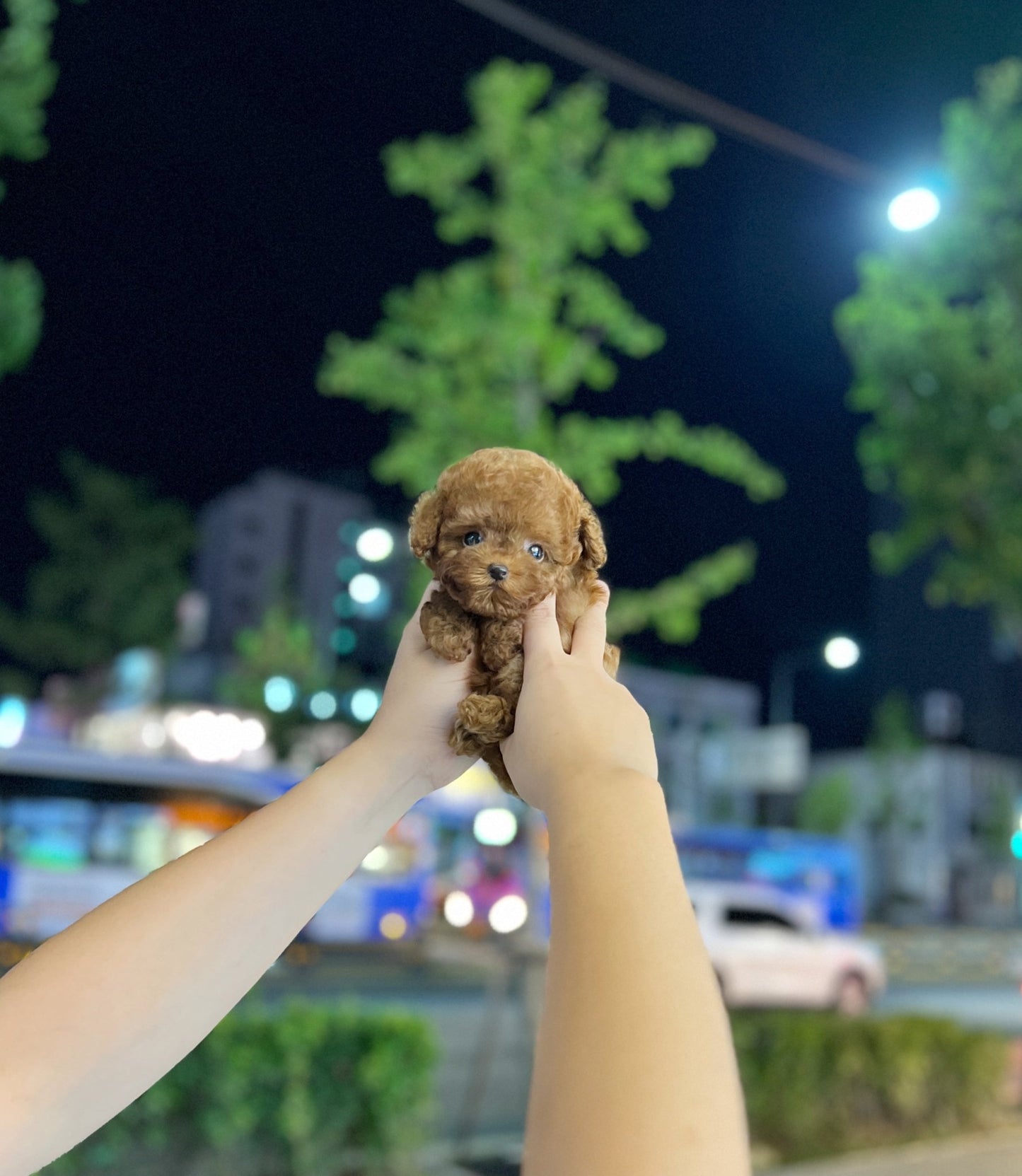 Poodle - Solar(Female) - Beautiful puppy teacup puppy with adorable features available for adoption from Velydog