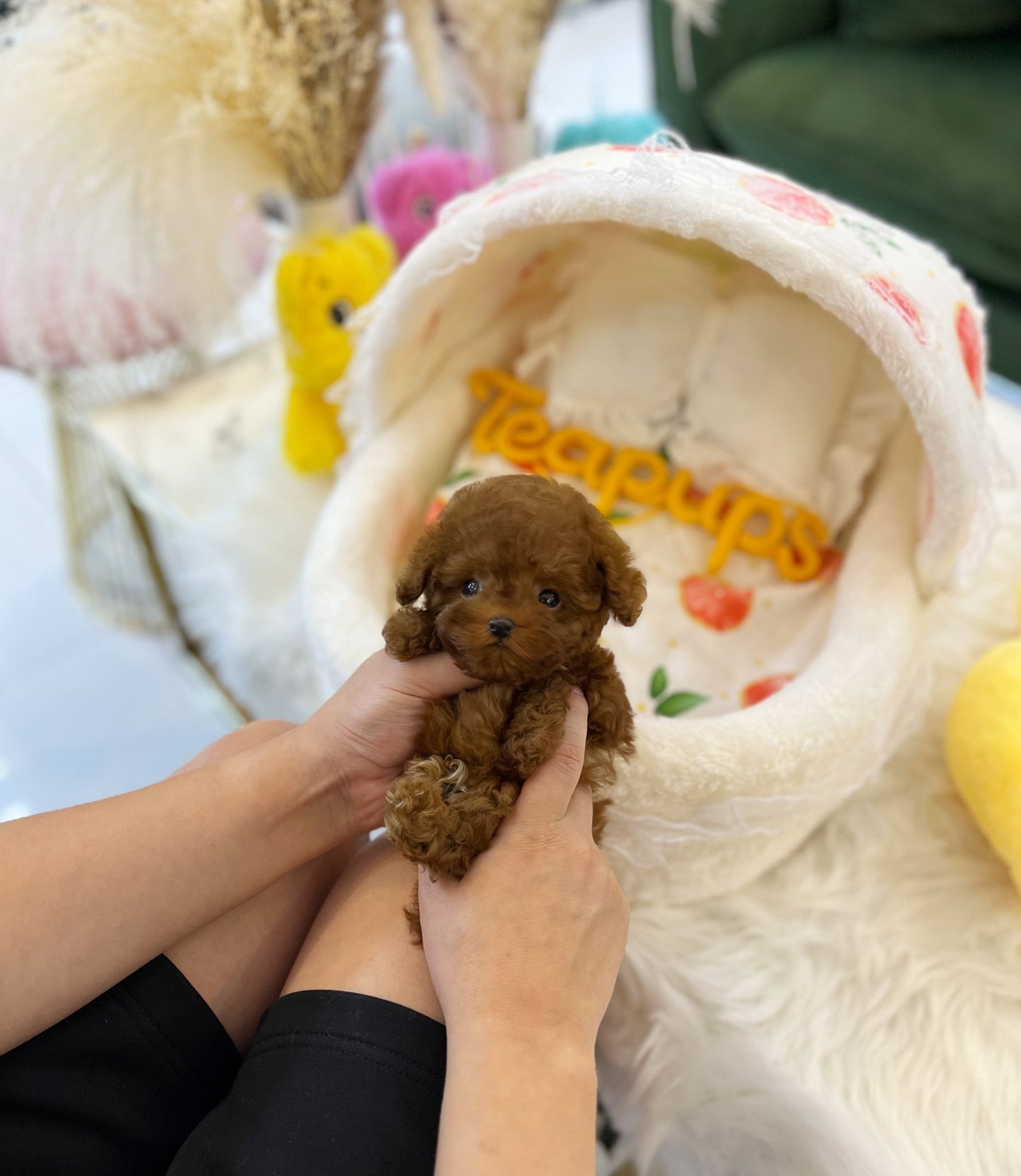 Poodle - Solar(Female) - Beautiful puppy teacup puppy with adorable features available for adoption from Velydog