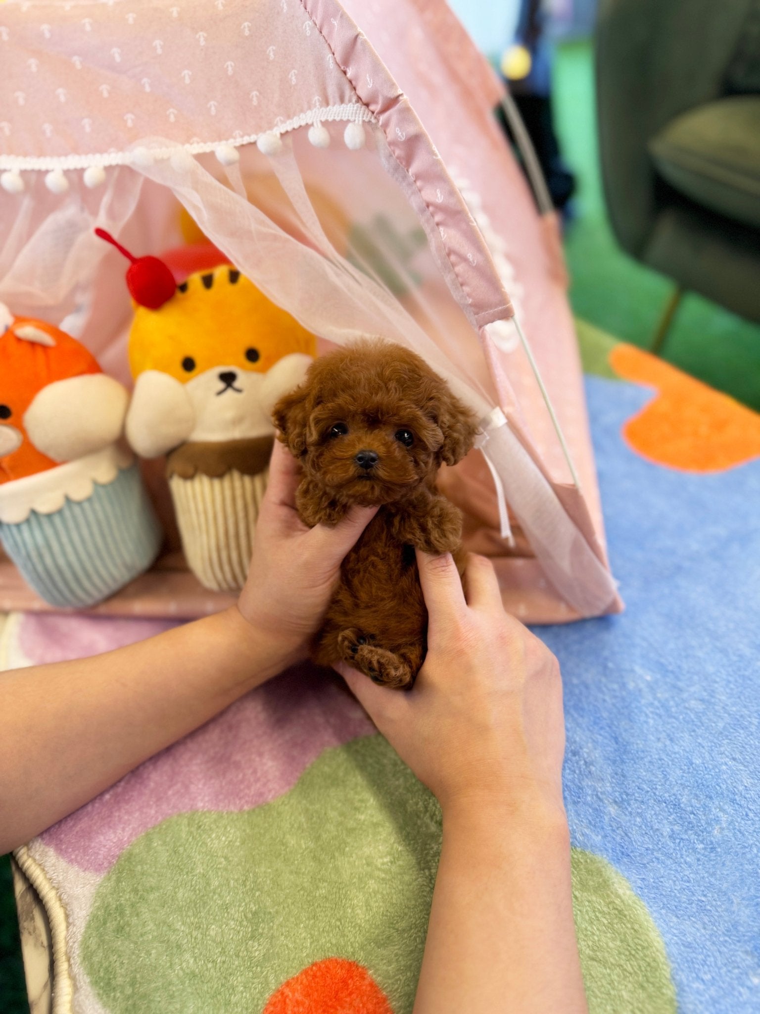 Poodle - Sophia(Female) - Beautiful puppy teacup puppy with adorable features available for adoption from Velydog