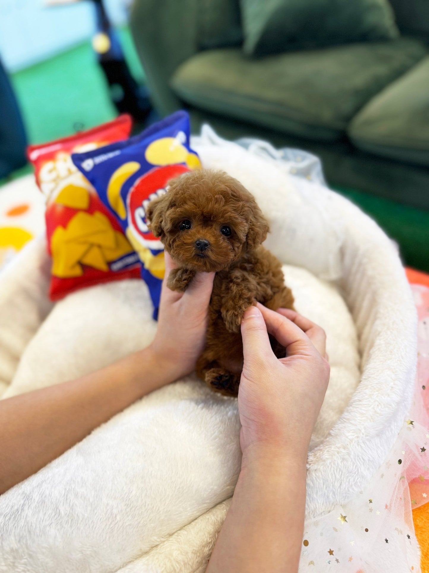 Poodle - Sophia(Female) - Beautiful puppy teacup puppy with adorable features available for adoption from Velydog