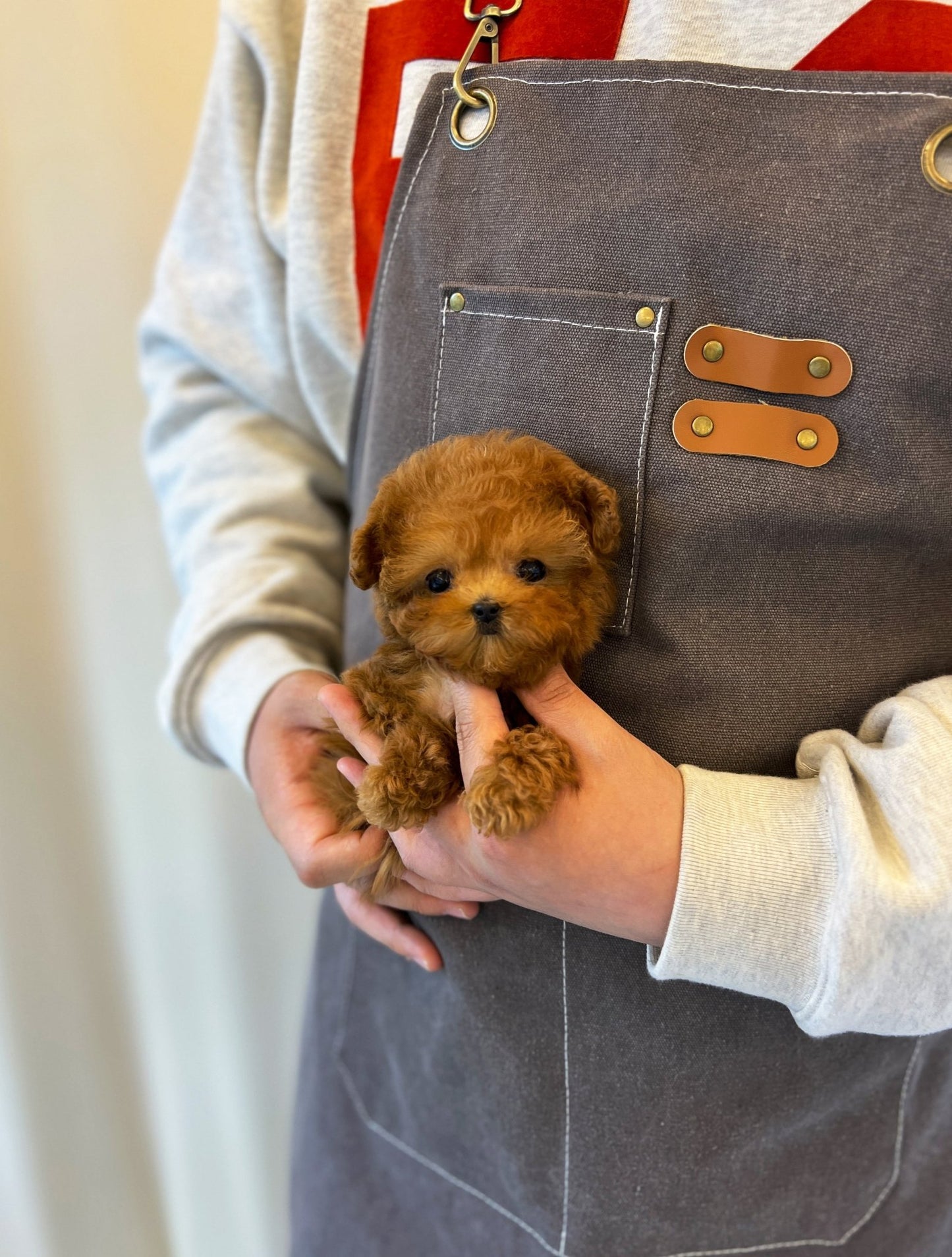 Poodle - Suzy(Female) - Beautiful puppy teacup puppy with adorable features available for adoption from Velydog