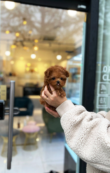 Poodle - Suzy(Female) - Beautiful puppy teacup puppy with adorable features available for adoption from Velydog