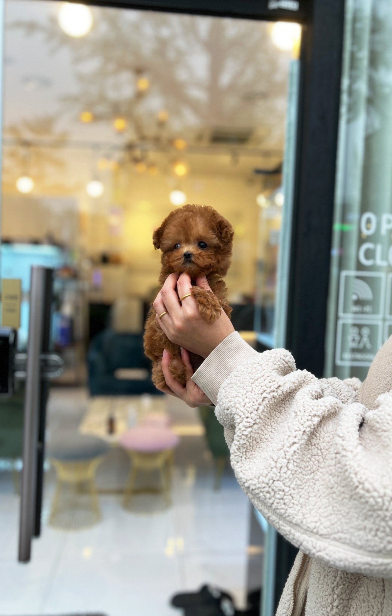 Poodle - Suzy(Female) - Beautiful puppy teacup puppy with adorable features available for adoption from Velydog