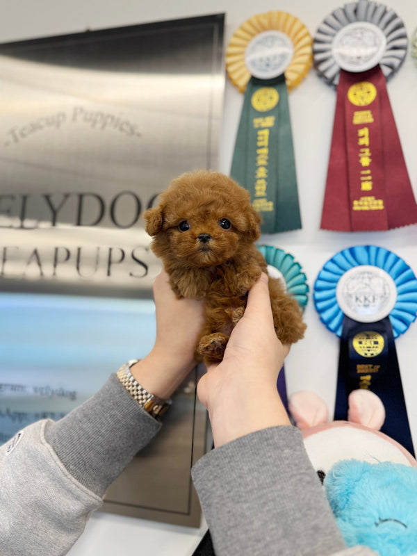 Poodle - Swervy(Female) - Beautiful puppy teacup puppy with adorable features available for adoption from Velydog