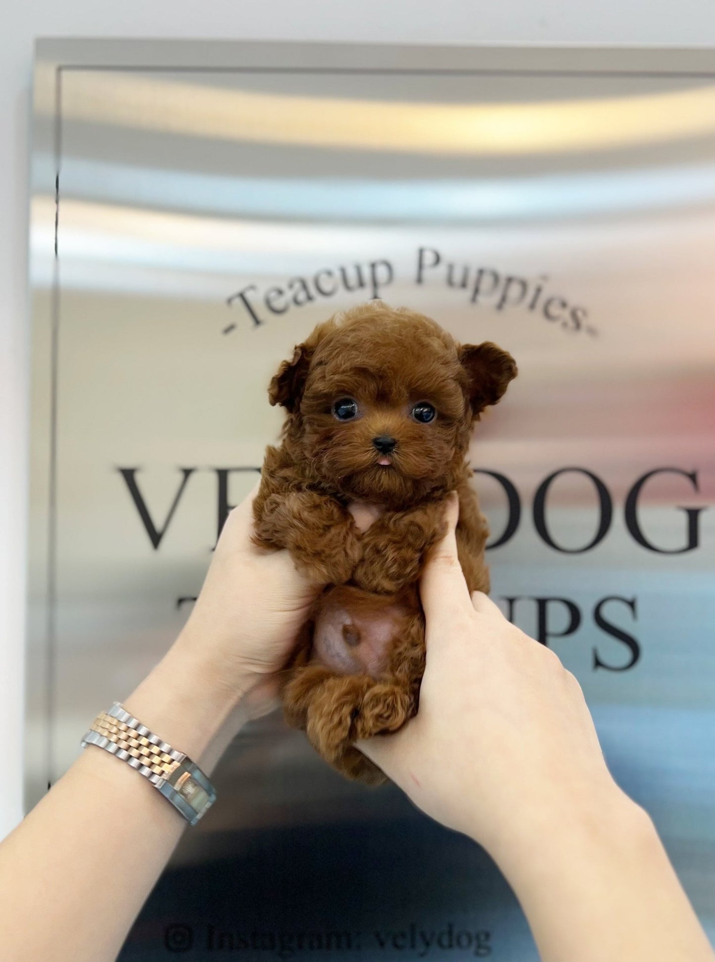 Poodle - Tarzan(Male) - Beautiful puppy teacup puppy with adorable features available for adoption from Velydog