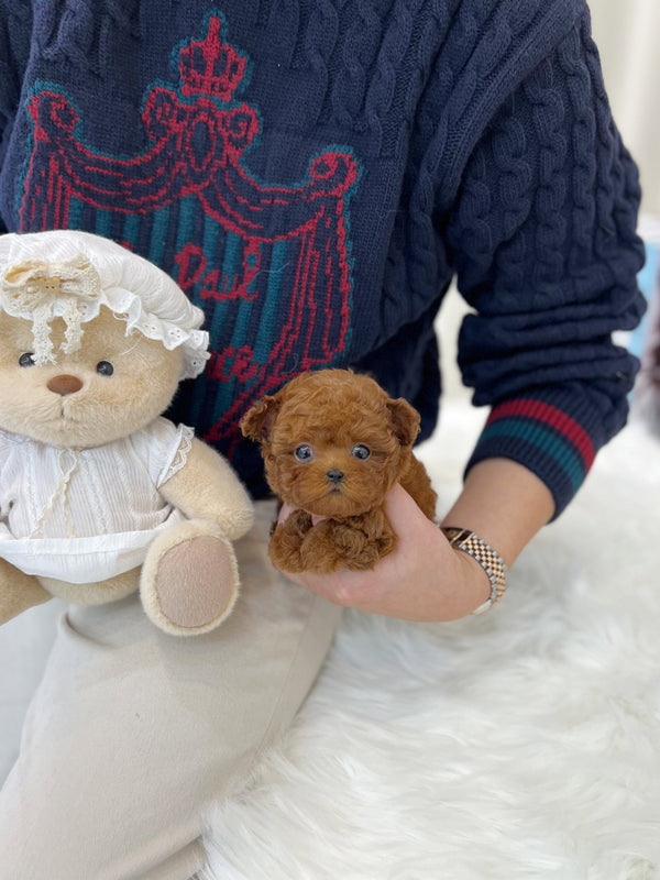 Poodle - Tarzan(Male) - Beautiful puppy teacup puppy with adorable features available for adoption from Velydog