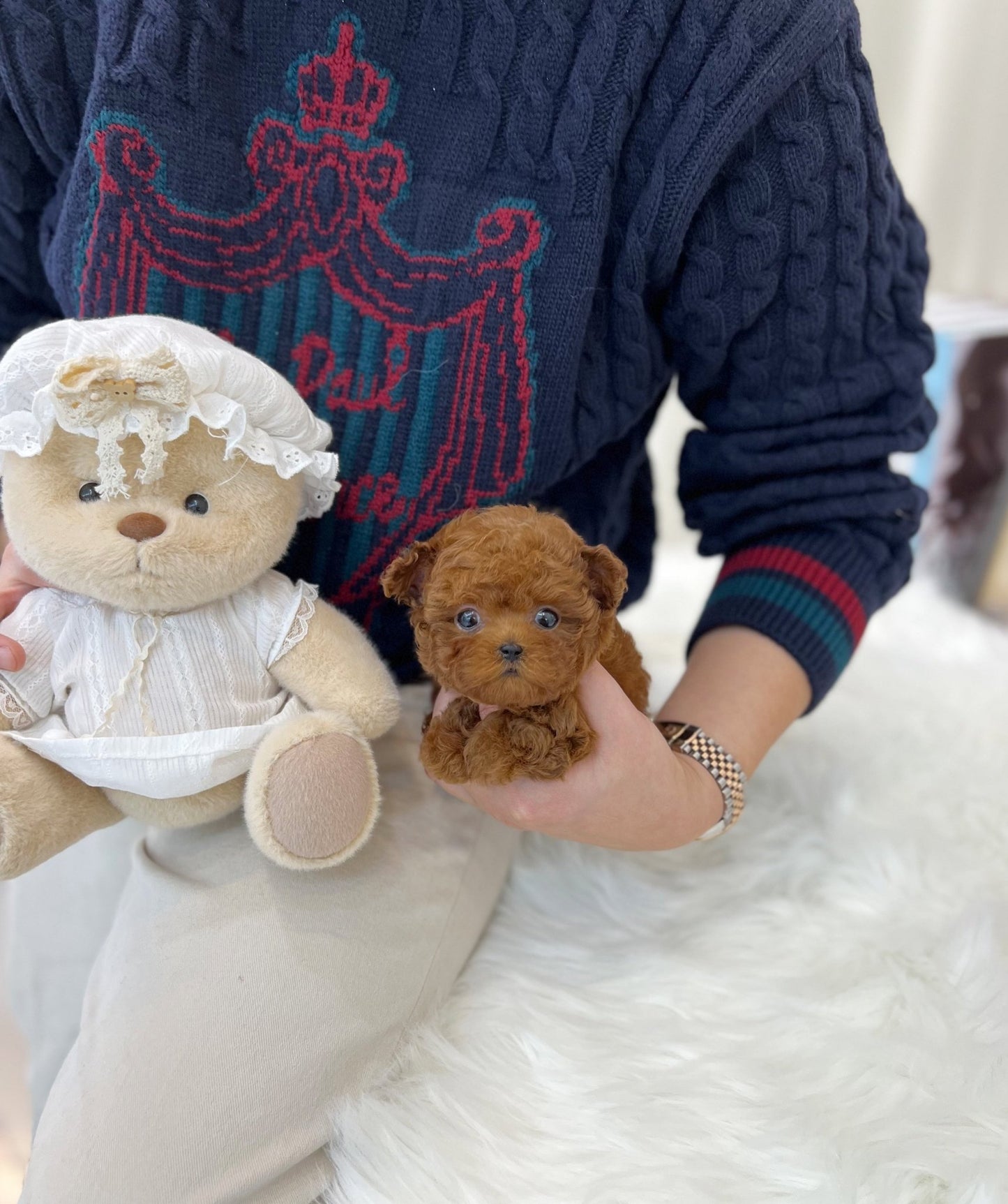 Poodle - Tarzan(Male) - Beautiful puppy teacup puppy with adorable features available for adoption from Velydog