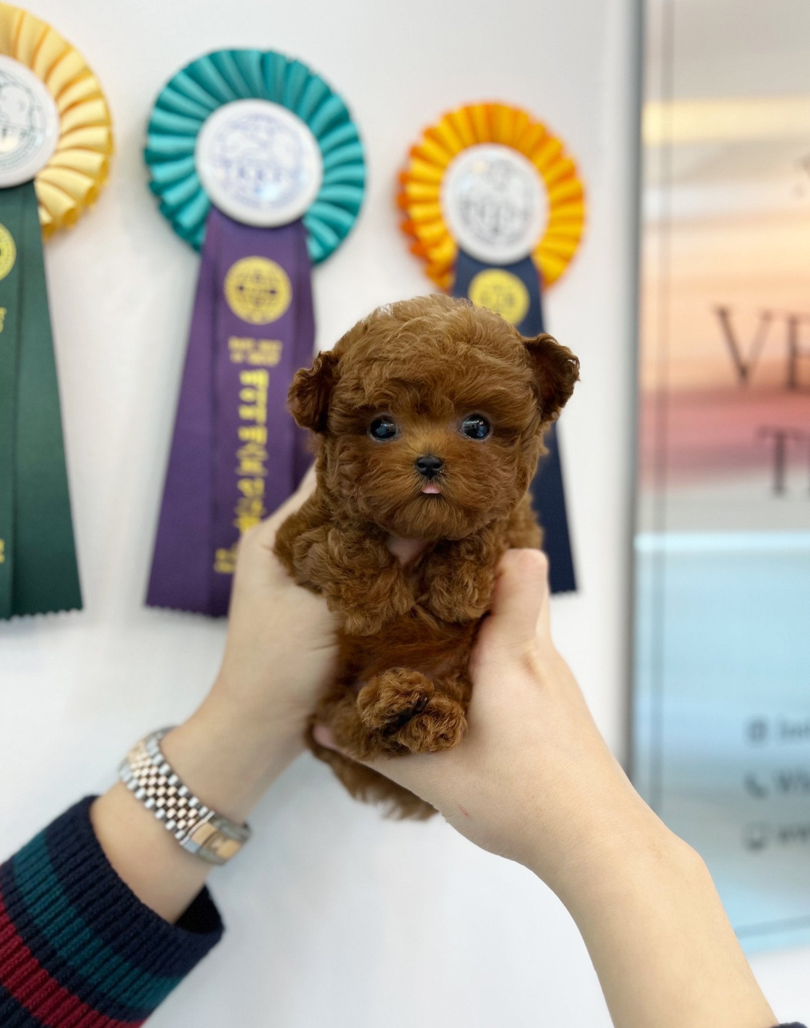 Poodle - Tarzan(Male) - Beautiful puppy teacup puppy with adorable features available for adoption from Velydog