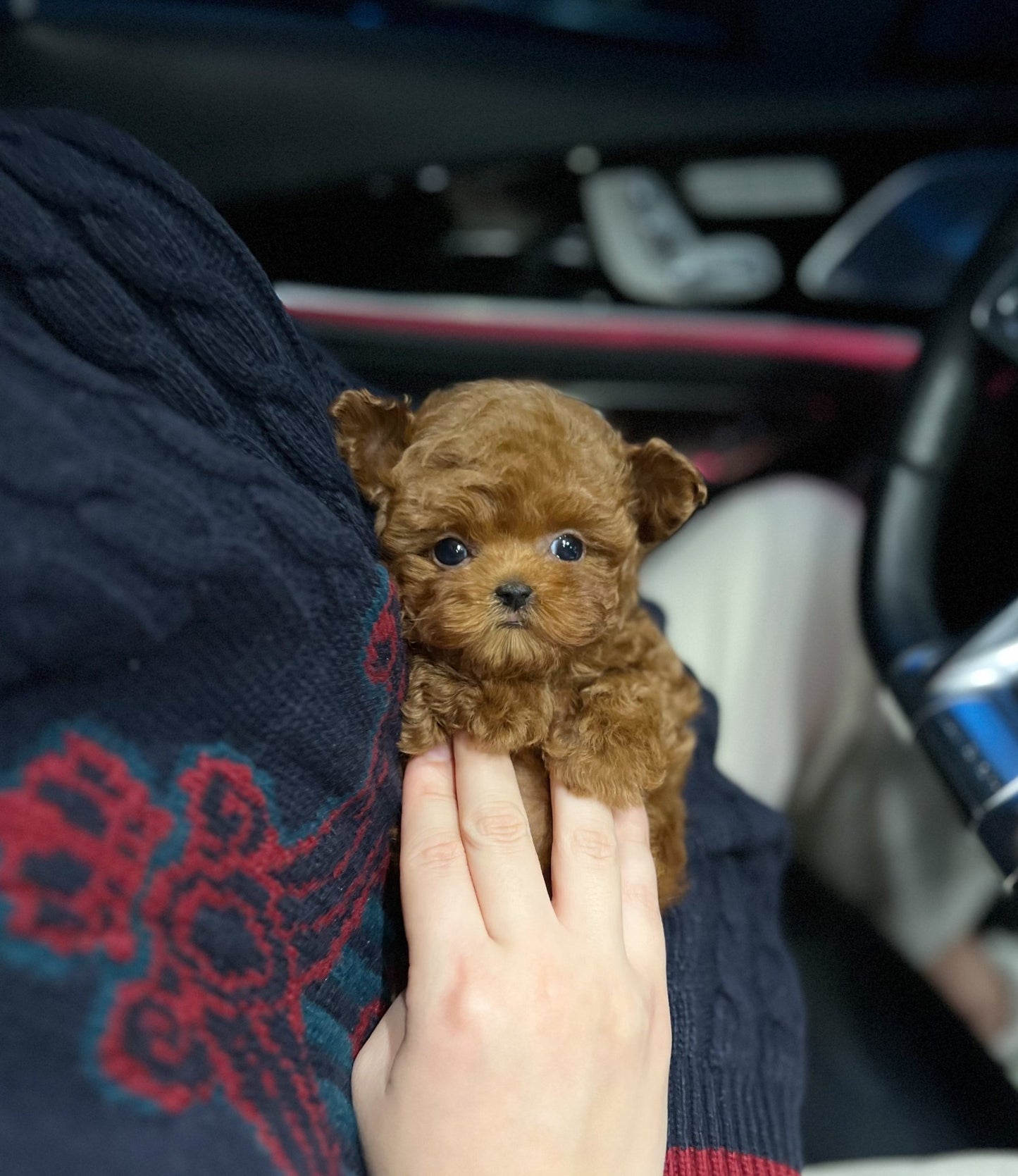 Poodle - Tarzan(Male) - Beautiful puppy teacup puppy with adorable features available for adoption from Velydog