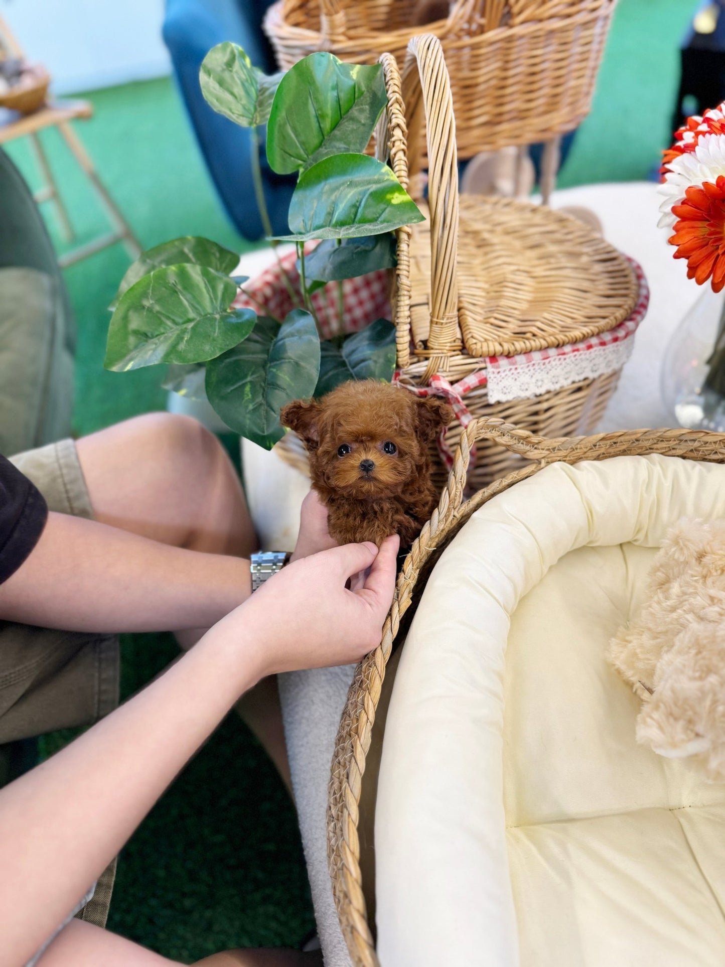 Poodle - Teddy(Male) - Beautiful puppy teacup puppy with adorable features available for adoption from Velydog