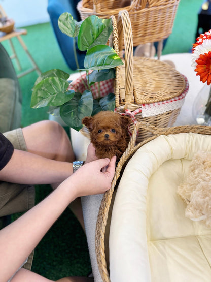Poodle - Teddy(Male) - Beautiful puppy teacup puppy with adorable features available for adoption from Velydog