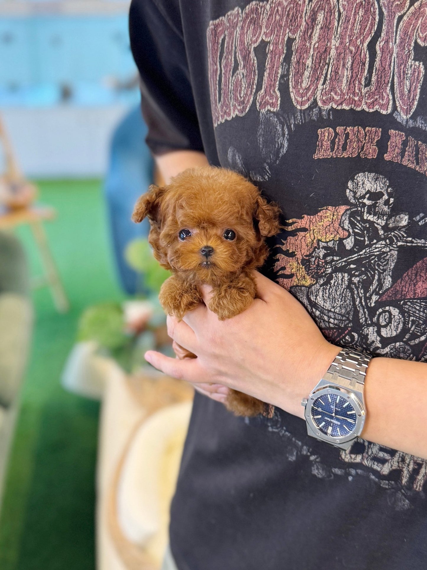 Poodle - Teddy(Male) - Beautiful puppy teacup puppy with adorable features available for adoption from Velydog