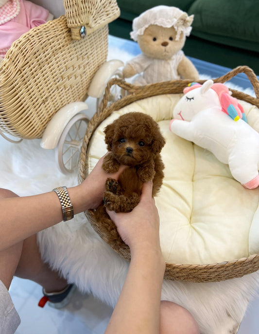 Poodle - Tess(Male) - Beautiful puppy teacup puppy with adorable features available for adoption from Velydog