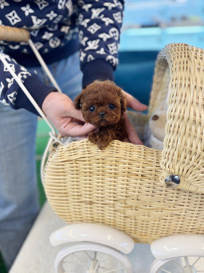 Poodle - Tiara(Female) - Beautiful puppy teacup puppy with adorable features available for adoption from Velydog