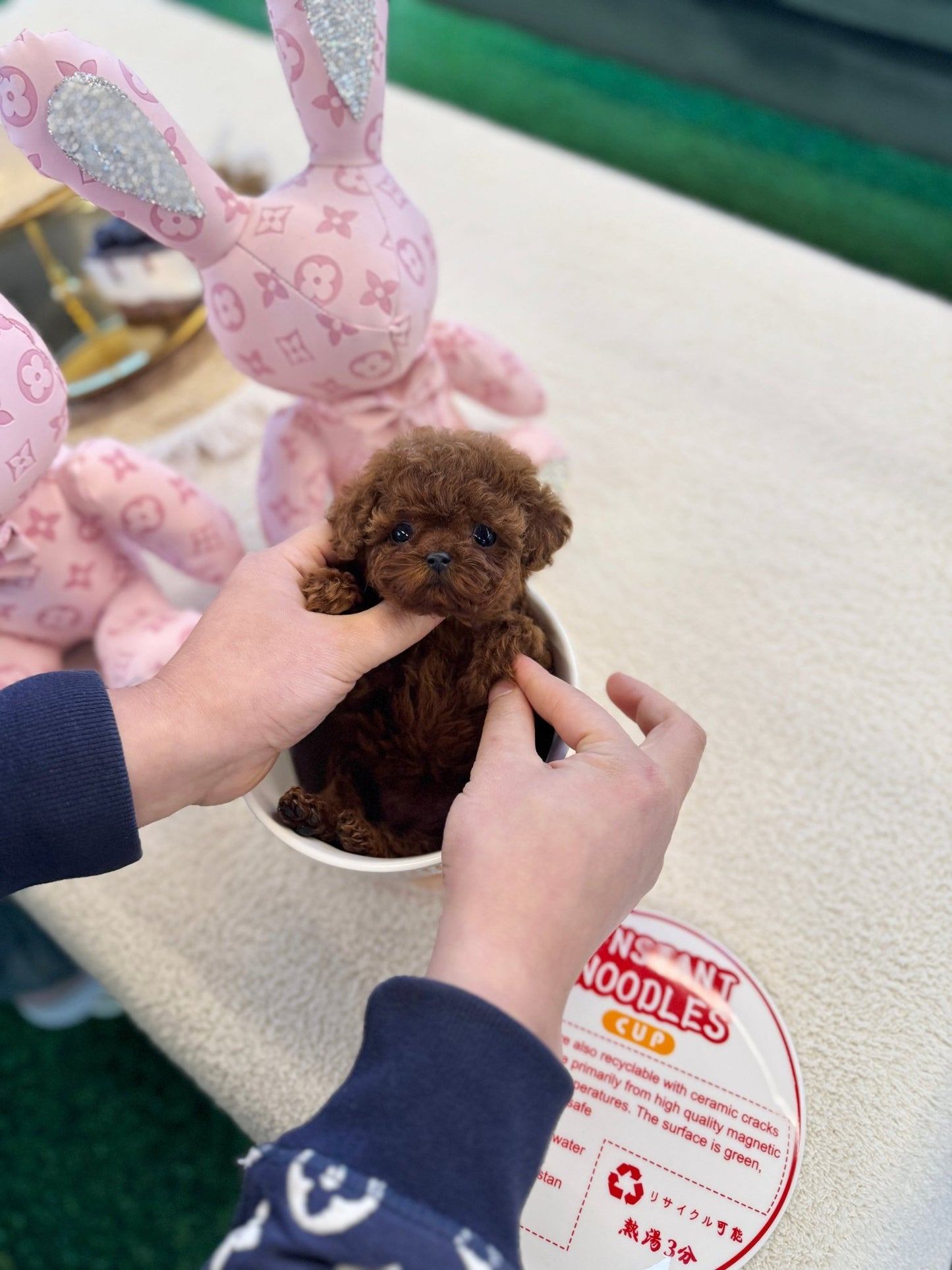 Poodle - Tiara(Female) - Beautiful puppy teacup puppy with adorable features available for adoption from Velydog