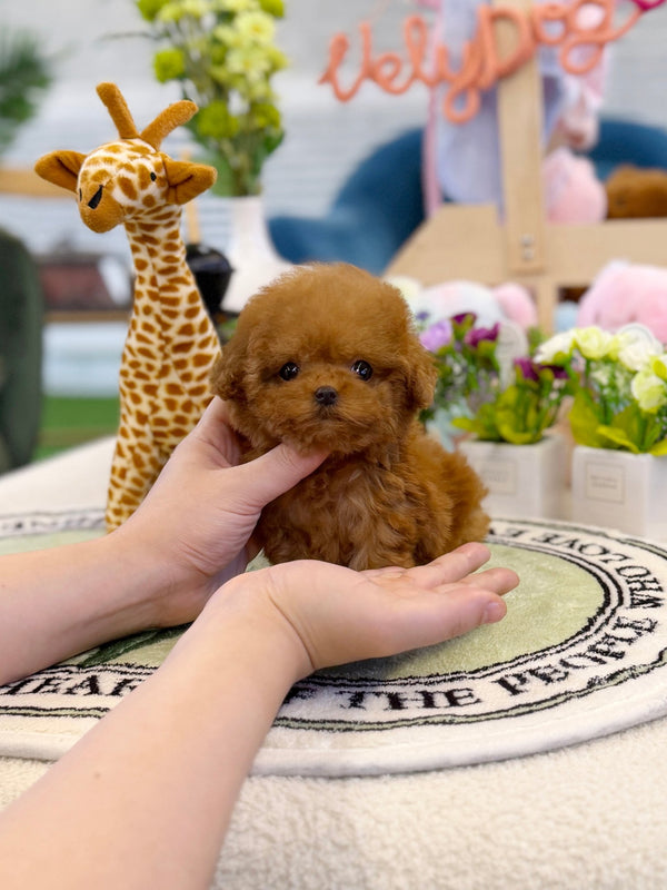 Poodle - Tico(Female) - Beautiful puppy teacup puppy with adorable features available for adoption from Velydog