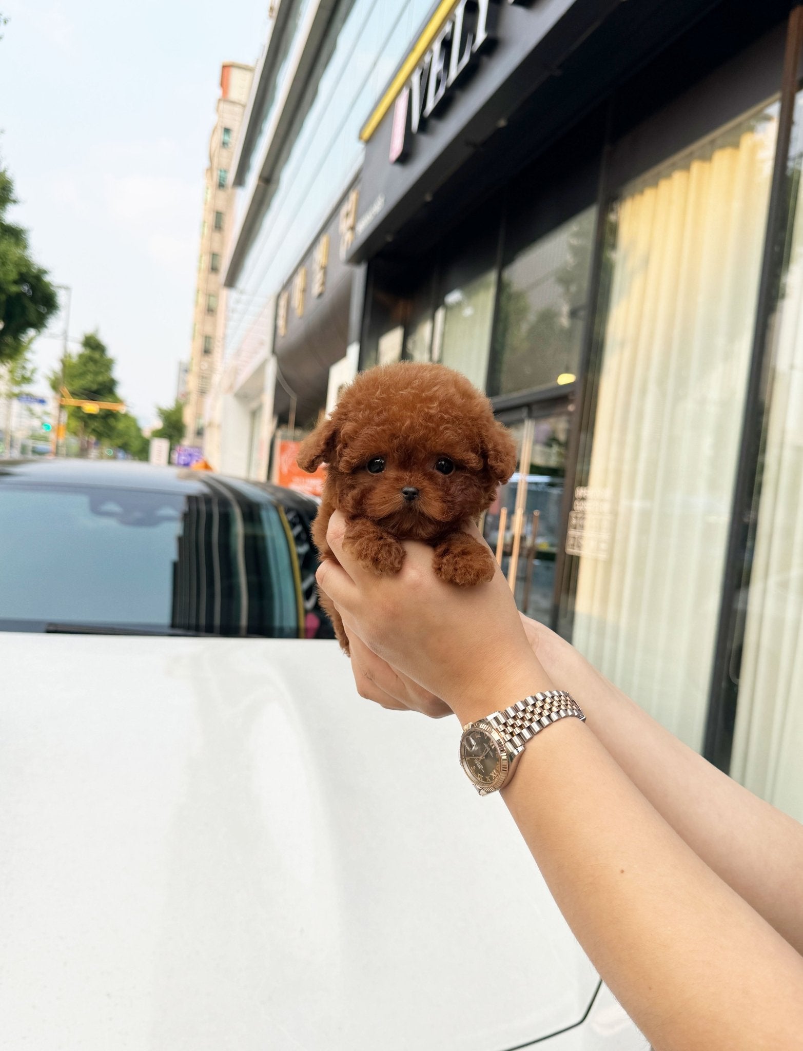 Poodle - Tiki(Male) - Beautiful puppy teacup puppy with adorable features available for adoption from Velydog