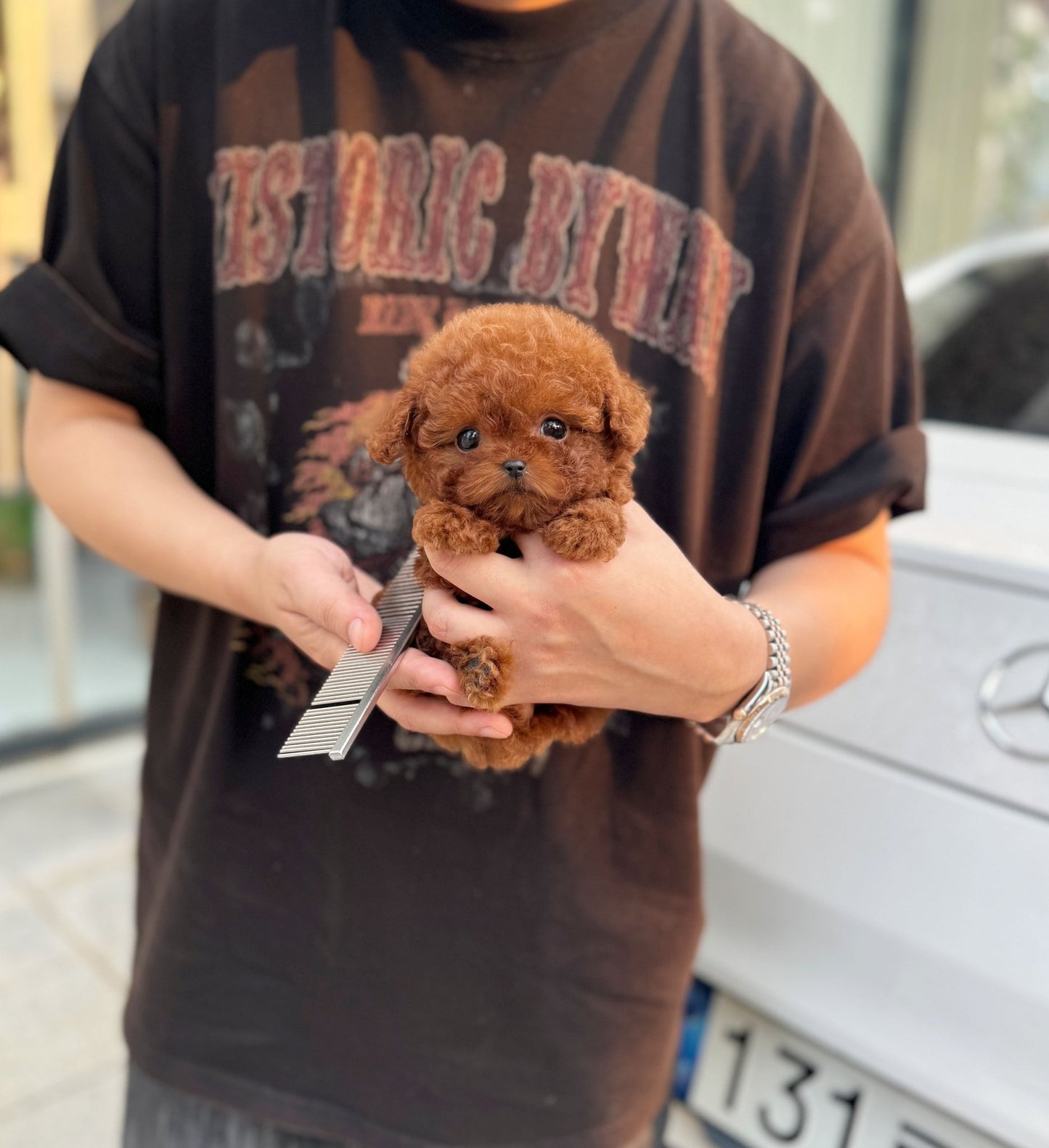 Poodle - Tiki(Male) - Beautiful puppy teacup puppy with adorable features available for adoption from Velydog