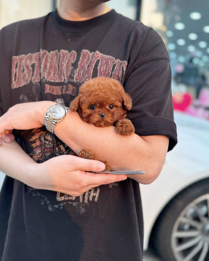 Poodle - Tiki(Male) - Beautiful puppy teacup puppy with adorable features available for adoption from Velydog