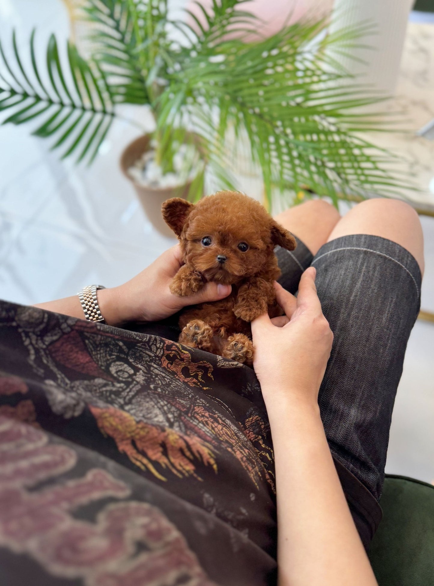 Poodle - Tiki(Male) - Beautiful puppy teacup puppy with adorable features available for adoption from Velydog