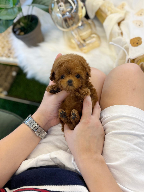 Poodle - Toby(Male) - Beautiful puppy teacup puppy with adorable features available for adoption from Velydog