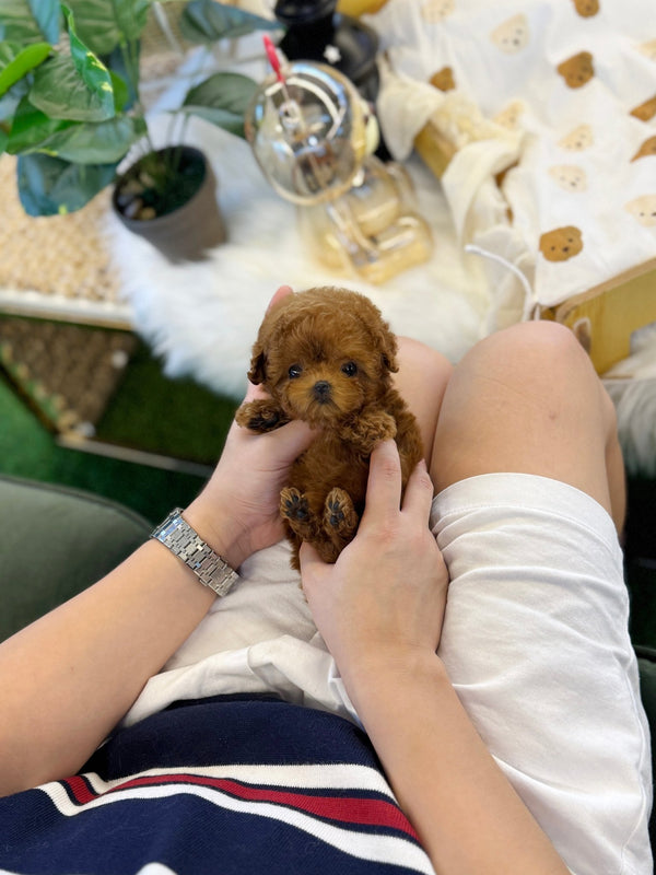 Poodle - Toby(Male) - Beautiful puppy teacup puppy with adorable features available for adoption from Velydog