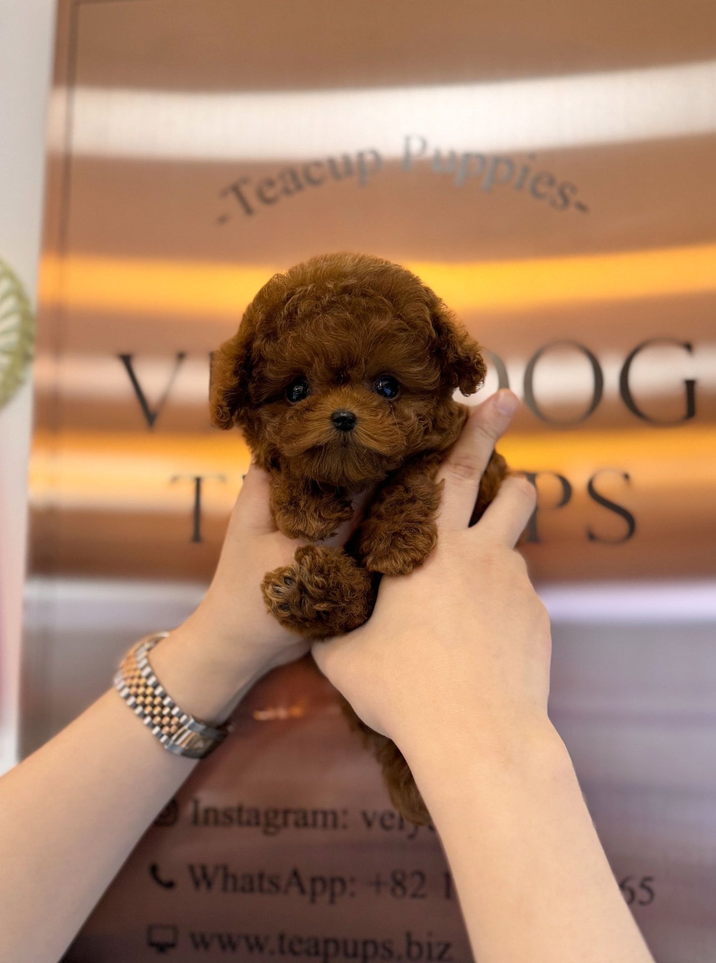 Poodle - Tom(Male) - Beautiful puppy teacup puppy with adorable features available for adoption from Velydog