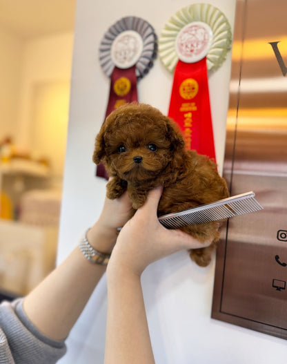 Poodle - Tom(Male) - Beautiful puppy teacup puppy with adorable features available for adoption from Velydog