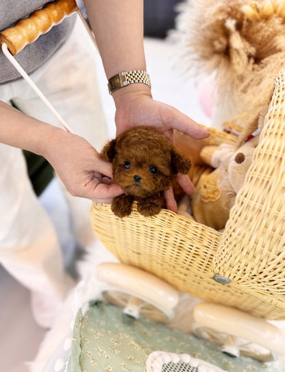 Poodle - Tom(Male) - Beautiful puppy teacup puppy with adorable features available for adoption from Velydog